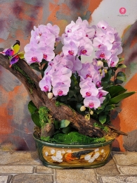 Chậu cây lan hồ điệp MS647