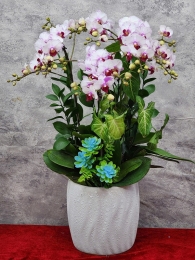 Chậu cây lan hồ điệp GN MS 23
