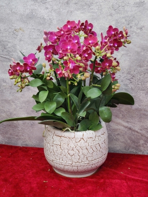 Chậu lan hồ điệp GN MS61