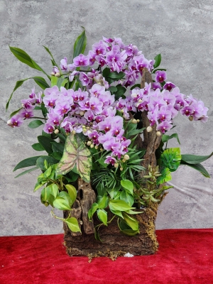 Chậu lan hồ điệp GN MS57