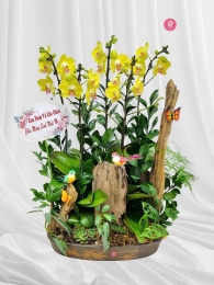 Chậu cây lan hồ điệp MS697