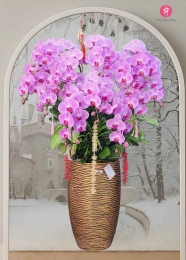 Chậu cây lan hồ điệp MS715